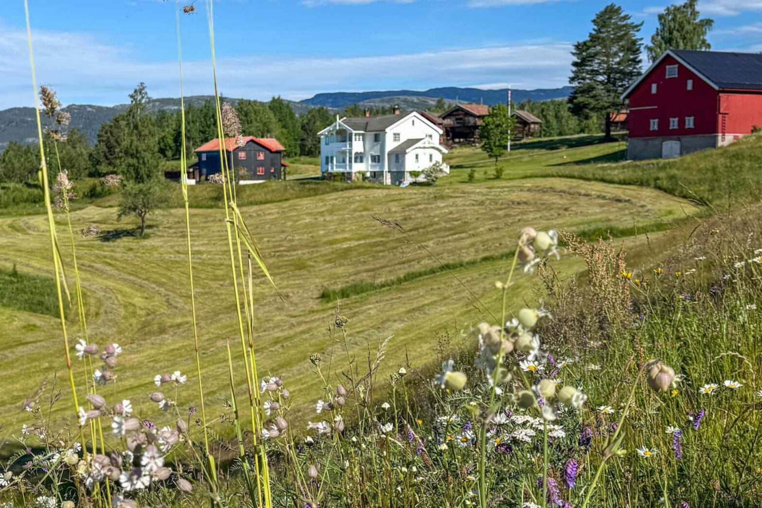 Tunet med hovedhus p&aring; Bolkesjo Gaard ved Notodden i Telemark en sommerdag.