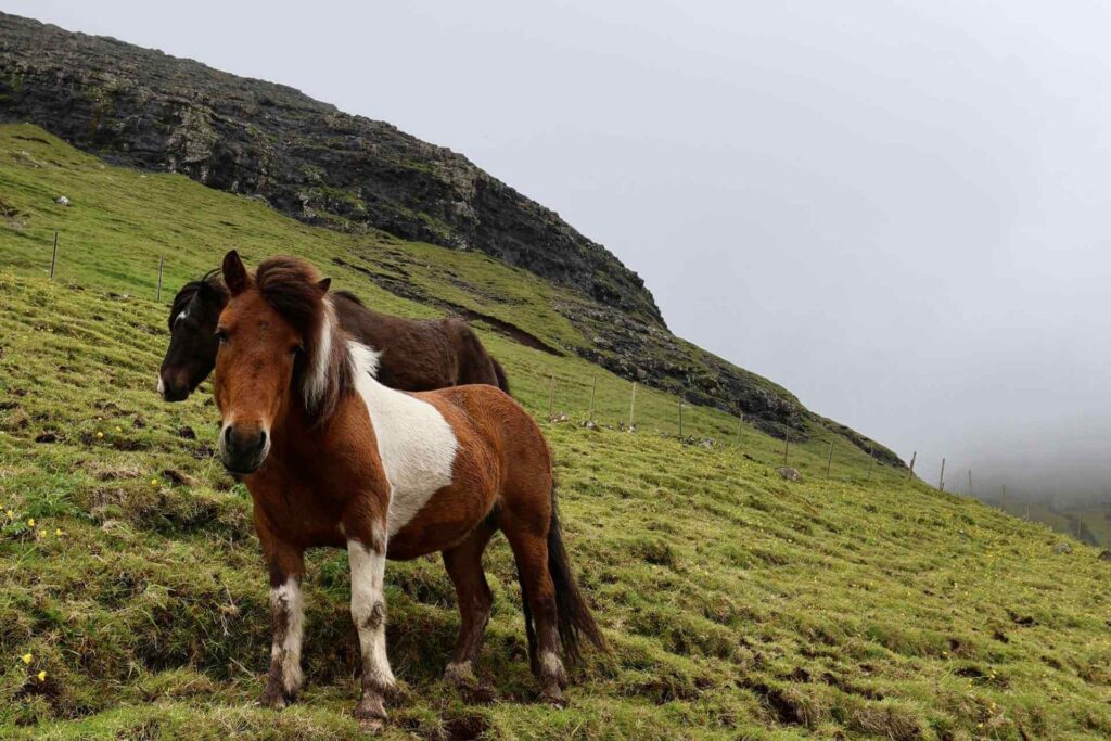 Færøysk hest på grønn fjellside på Færøyene med tåke over landskapet.