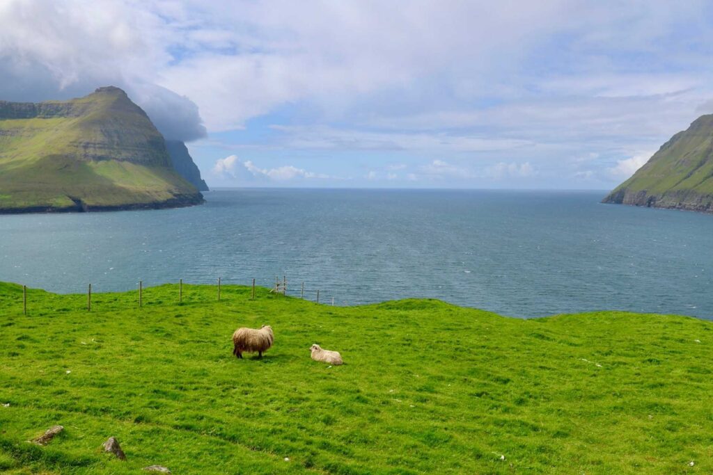 Sauer beiter på grønne enger ved kysten av Viðareiði på Færøyene mellom høye fjell.