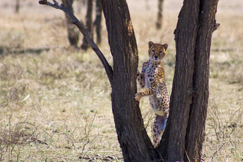 Gepard i tre i Serengeti. 