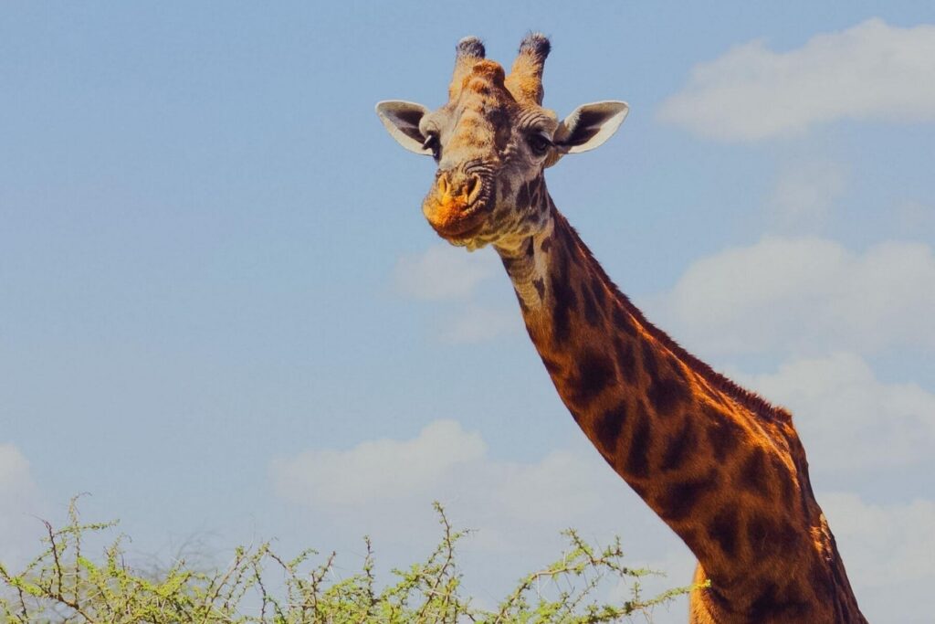 Ansiktet til en giraff tatt fra safaribilen i Afrika