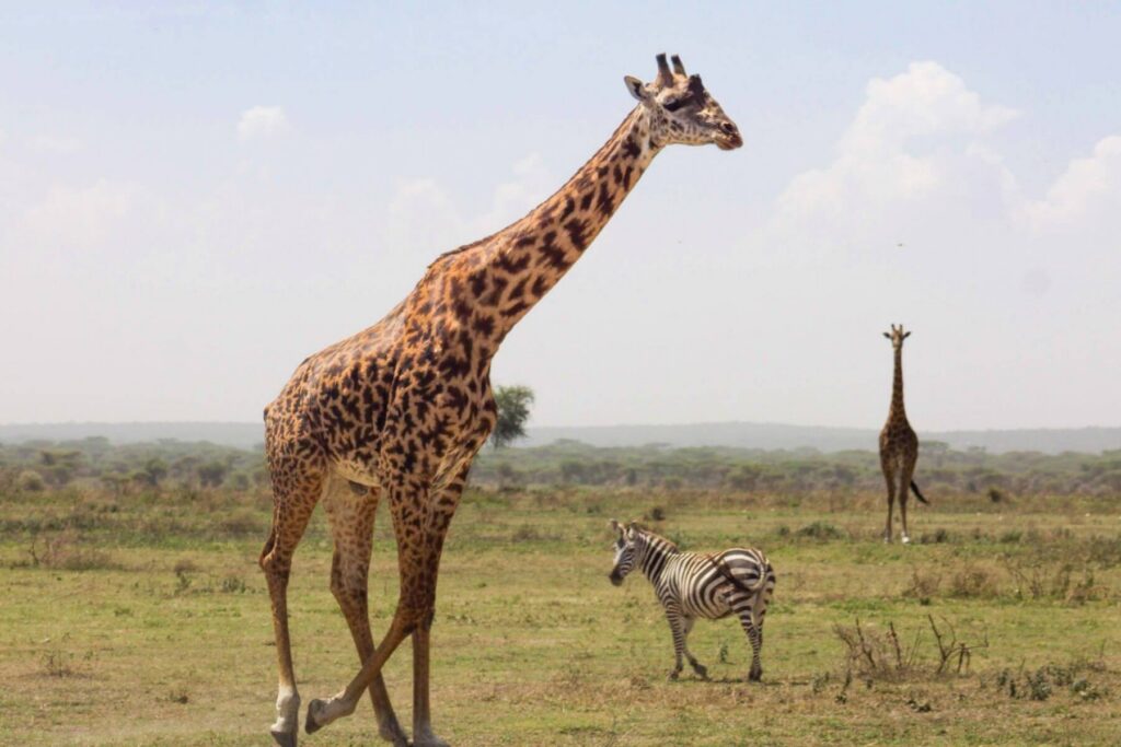 To giraffer og en sebra i Tanzania