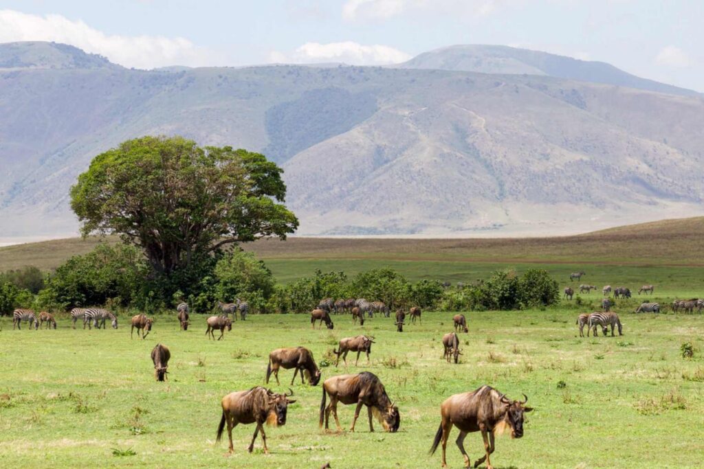 Sebraer og gnuer som beiter i Ngorongoro-krateret