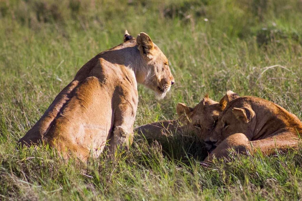 L&oslash;vinne med to l&oslash;veunger  i Serengeti i Tanzania. 