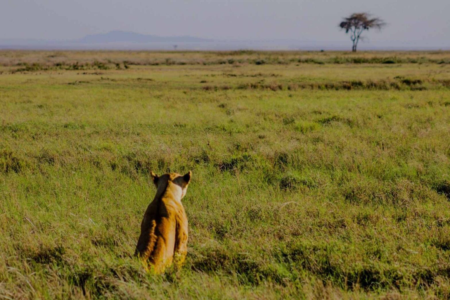 En l&oslash;ve og et akasietre p&aring; savannen i Serengeti