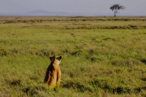En løve og et akasietre på savannen i Serengeti